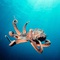 Couleuvre - Deep Sea Dansons sous la mer - Deep Sea Dansons sous la mer 