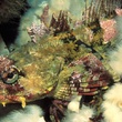 Deap Sea 3 - Deep Sea Dansons sous la mer
