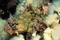 Deap Sea 3 - Deep Sea Dansons sous la mer