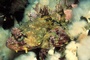 Deap Sea 3 - Deep Sea Dansons sous la mer