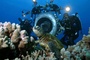 Deap Sea 4 - Deep Sea Dansons sous la mer