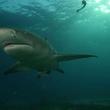 Requin 2 - Deep Sea Dansons sous la mer