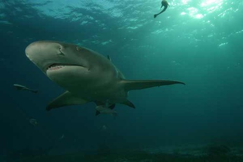 Requin 2 - Deep Sea Dansons sous la mer