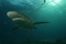 Requin 2 - Deep Sea Dansons sous la mer