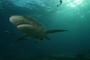 Requin 2 - Deep Sea Dansons sous la mer