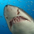 Requin 3 - Deep Sea Dansons sous la mer