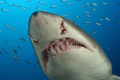 Requin 3 - Deep Sea Dansons sous la mer
