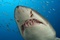 Requin 3 - Deep Sea Dansons sous la mer