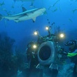 Requin 4 - Deep Sea Dansons sous la mer