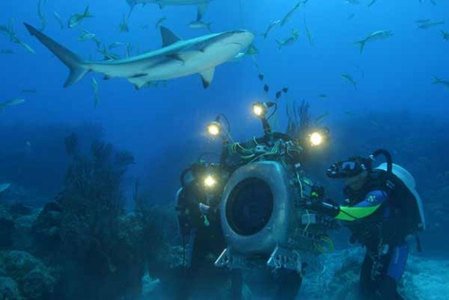 Requin 4 - Deep Sea Dansons sous la mer