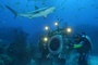 Requin 4 - Deep Sea Dansons sous la mer
