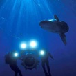 Requin - Deep Sea Dansons sous la mer