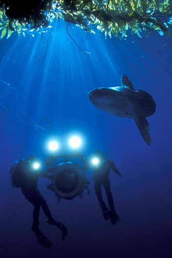 Requin - Deep Sea Dansons sous la mer