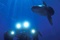 Requin - Deep Sea Dansons sous la mer