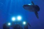 Requin - Deep Sea Dansons sous la mer