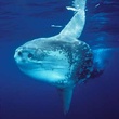 Requins - Deep Sea Dansons sous la mer