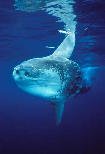 Requins - Deep Sea Dansons sous la mer