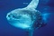 Requins - Deep Sea Dansons sous la mer