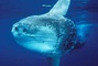 Requins - Deep Sea Dansons sous la mer