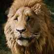 lion - Le Monde de Narnia : chapitre 2 - Prince Caspian