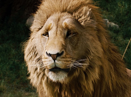 lion - Le Monde de Narnia : chapitre 2 - Prince Caspian