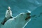 dakota blue richards sur l ours