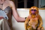 golden monkey