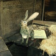 lapin