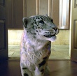 tigre la boussole d or