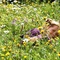 Bertille Noel Bruneau dans un champ de fleurs - Le Renard et l'enfant 