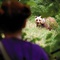 Bertille Noel Bruneau et l'ours - Le Renard et l'enfant 