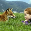 Bertille Noel Bruneau regarde le renard