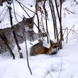 Le renard et le tigre