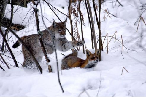 Le renard et le tigre
