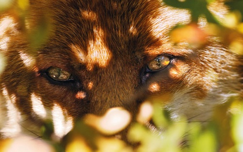 le renard