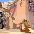 lapins et raton laveur