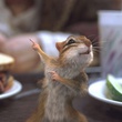 souris
