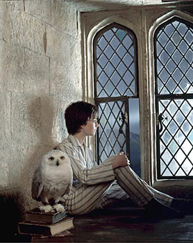 daniel radcliffe et sa chouette edwige