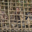 prisonniers 2 - John Rambo (Rambo 4)