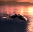 un avion - Furtif
