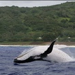 baleines - Les Animaux amoureux