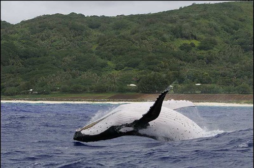 baleines - Les Animaux amoureux
