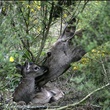 biche - Les Animaux amoureux