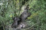 biche - Les Animaux amoureux
