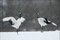 cigognes - Les Animaux amoureux
