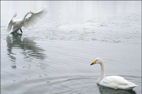 cygnes - Les Animaux amoureux