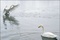 cygnes - Les Animaux amoureux