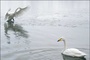 cygnes - Les Animaux amoureux