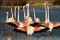 flamant rose - Les Animaux amoureux