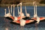flamant rose - Les Animaux amoureux